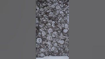 11 Days Later - Fruiting Conditions. #mycology #mushrooms #cultivation