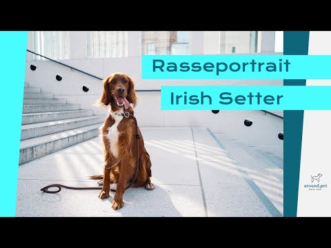 Video: Irish Setter Hunderasse Hypoallergen, Gesundheit Und Lebensdauer