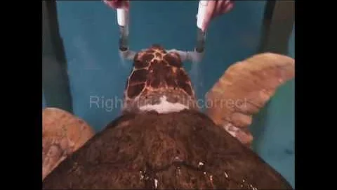 Mote Marine Laboratory's resident Sea Turtles Localization Video - DayDayNews