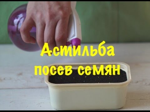 Выращивание астильбы из семян: посадка, уход и размножение