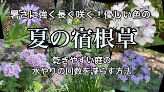 夏の宿根草オススメ5選/暑さに強く花期が長い/夏の水やり回数を減らす方法