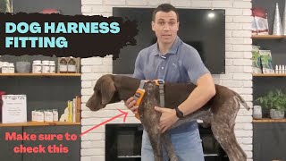 How to Fit a Dog Harness Correctly  Important Tips