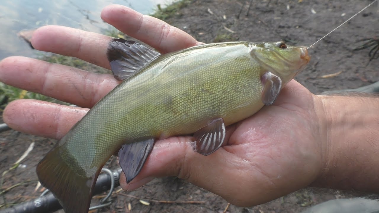 Рыбалка после дождя . My fishing.