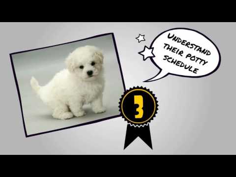 How to Potty Train a Bichon Frise | House Train a Bichon Frise FAST