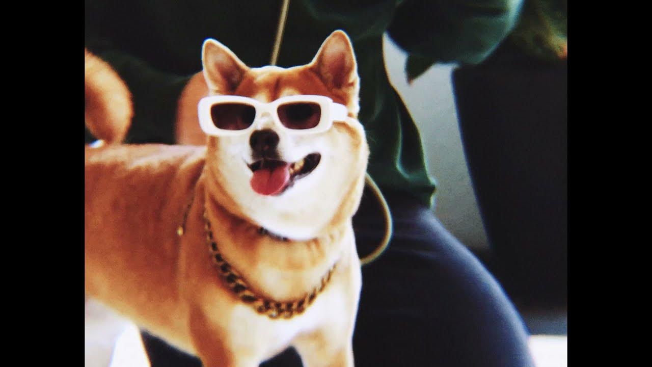rifruf dog