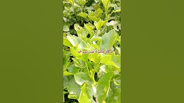 قران كريم بصوت جميل جدا راحه نفسيه وسكينه #تلاوة_خاشعة #quran #quranhearts