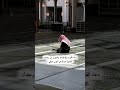 دعاء القنوت للقارئ عبدالرحمن خميس الدليمي من محافظة الانبار الرمادي دعاء القارئ عبدالرحمن خميس 