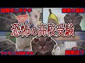 【実体験】高校受験が恐怖だらけだった話【猫ミーム】