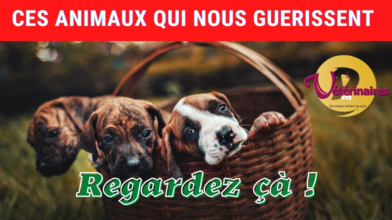 réaliser votre montage vidéo professionnel