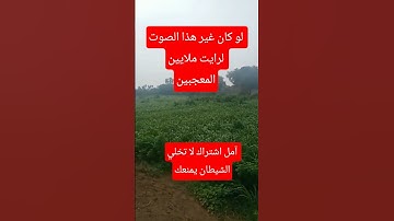 تلاوت #المصحف يوم الجمعة سورة الكهف #الرحمن #farming #القزابري #ترند #الطحان #في #الظروف #اكسبلور