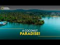 A coconut paradise  it happens only in india  national geographic