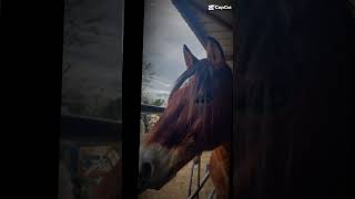 #horse #chevaux #equestrian #pony #pourtoi #poirtoii #pourtoii #edit #animaux #abonnetoi #love