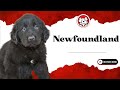 Unleash The Fun Facts: Newfoundland Puppies