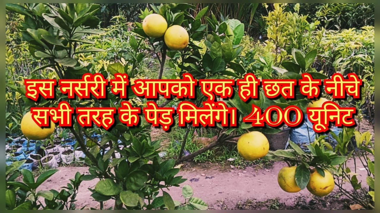 इस नर्सरी में आपको एक ही छत के नीचे सभी तरह के पेड़ मिलेंगे। 