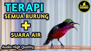 TERAPI KONIN GACOR FULL ISIAN DAN GEMRICIK AIR JERNIH COCOK BUAT SEMUA JENIS BURUNG AGAR CEPAT BUNYI