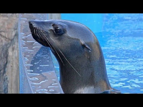 SEAL SHOW AT USHAKA MARINE WORLD