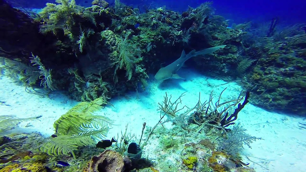 bimini dive trips