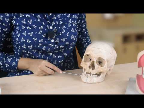 Video: Welke van de volgende botten vormen de bovenkaak?
