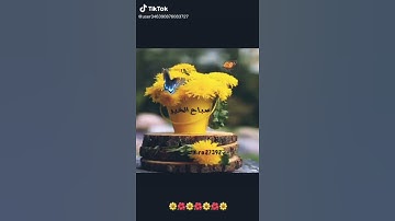 ارح سمعك 🌸 واغمض عينيك 🌿 سورة التين ... حالات واتس اب اسلاميه قران كريم 😍