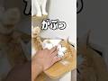 この儀式をしないと仕事に行けなくなった飼い主#shorts