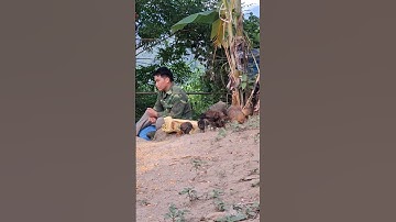 gà rừng ăn uống.qaib qus noj pob kws