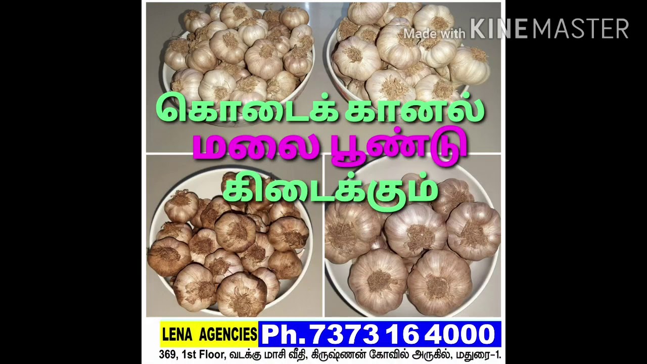 Kodaikanal HiLL Garlic Wholesale & Retail Business YouTube