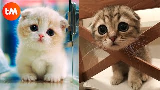 The CUTEST CATS In The World PART 2