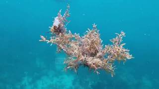 Shpresë për koralet, shkencëtarët i krijojnë në laborator