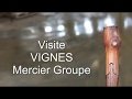 Mercier groupe vignes