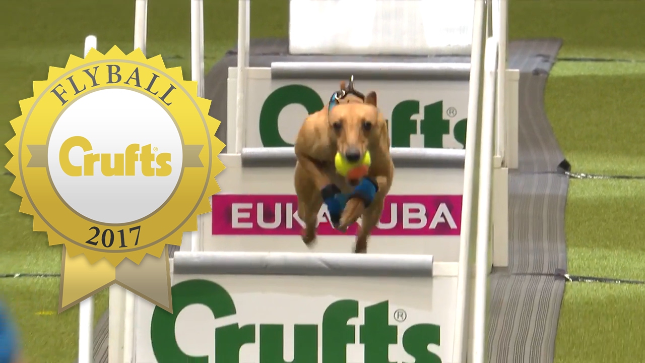 Is This The Fastest Flyball Dog at Crufts Ever? YouTube