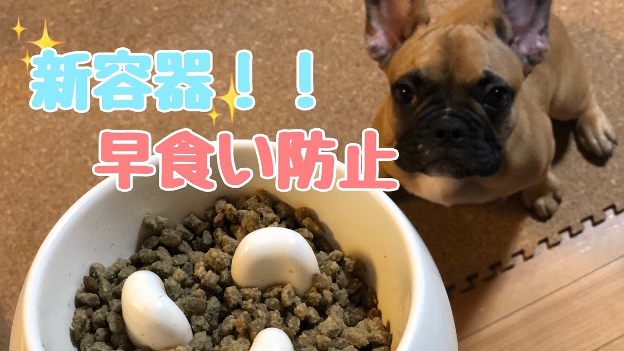 47話 新容器 早食い防止のお皿でご飯を食べてみたら驚きの結果に フレブルボブくん Youtube