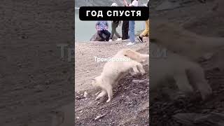 Коты в Дагестане ￼ воюют собаками 😂🤣
