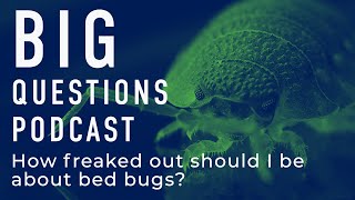 How freaked out should I be about bed bugs?