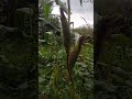 Milho crioulo agroflorestal muito mais doce e saboroso.