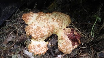 Evolution du blob deux heures après sa découverte.