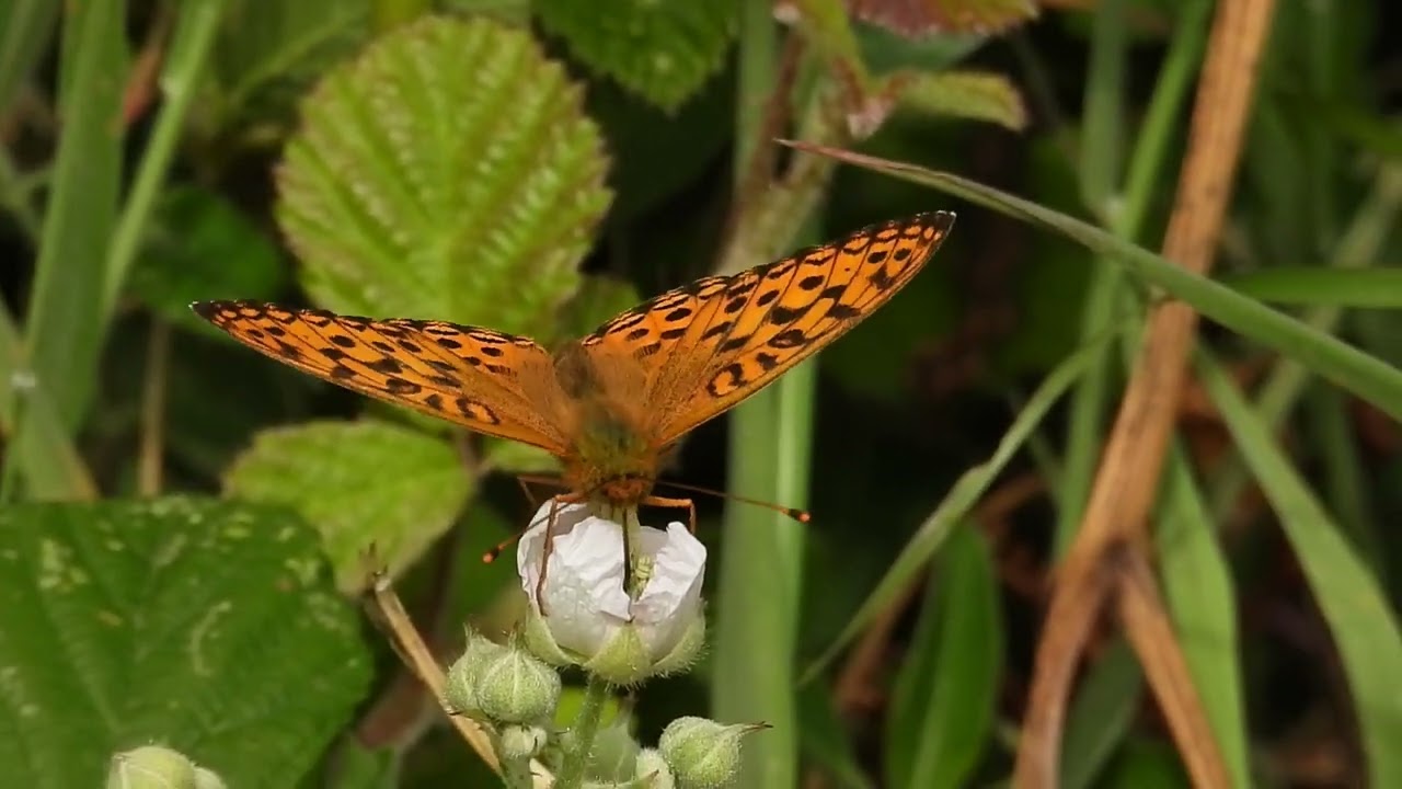 High Brown Fritillary (Fabriciana adippe) feeding.