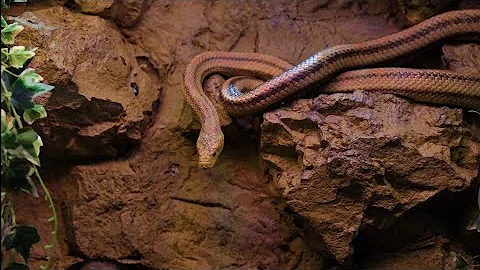 The Most venomous snakes in the world Modern Dinosaurs, Dangerous snake,