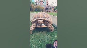 #racing between#the #animals #shortvideo #sad