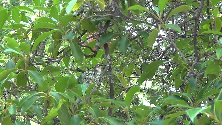 humming bird 1.m2ts