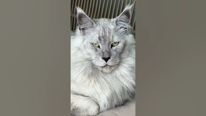 Video 10091651: coon mainecoon kitten cat, coon big cat mainecoon, mains coon cat mainecoon, mainecoon cat cutecat kitten, mainecoon cat kitten kitty, mainecoon cat kitty cute, mainecoon kitty funny cats