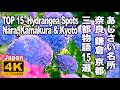 あじさい三都物語 奈良・鎌倉・京都の名所ベスト15 TOP 15 Hydrangea Spots Nara, Kamakura & Kyoto  紫陽花の名所 古都の初夏 梅雨の風景 名所巡り
