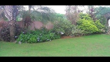 Eflite Blade MSR with the Walkera 4#3 Head - Outdoor Flight 1