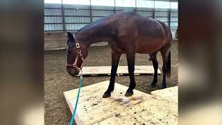 GHS Trail Park: for Proprioception and Confidence