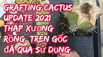 Grafting cactus Update 2021 - Tháp xương rồng trên gốc đã qua sử dụng