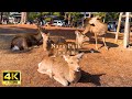 【4K Japan Walk】Walking around Nara Park, a popular spot for foreign tourists