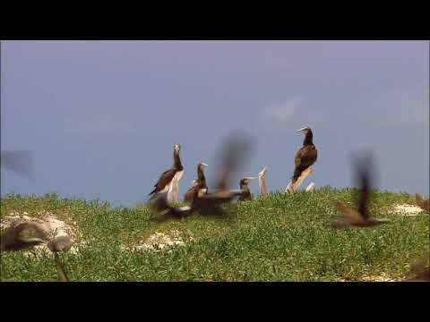 Video: Ano Ang Wildlife At Walang Buhay Na Kalikasan