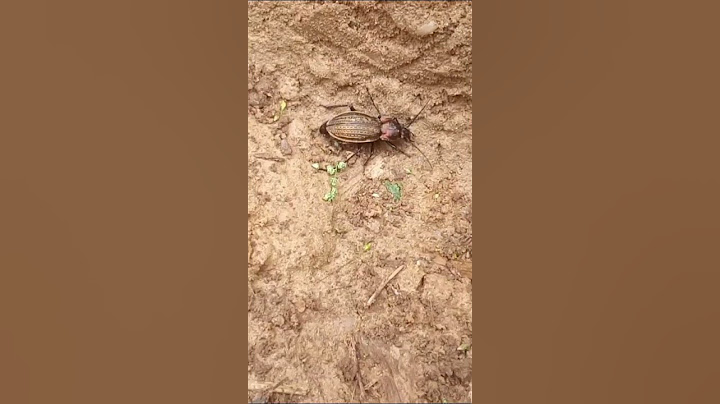 Unser No-Till Versuchsfeld entwickelt sich...