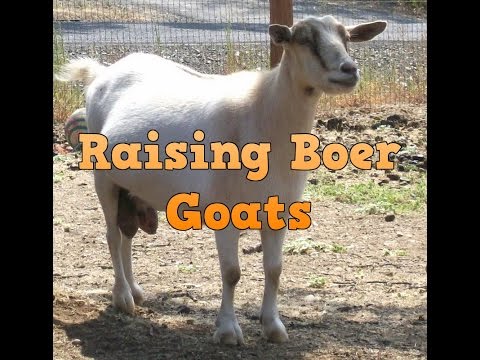 Can you make money raising boer goats