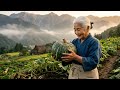 Carrying pumpkins in before the first frost — Yuki's harvest
