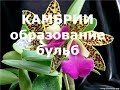 Камбрии. Образование бульб